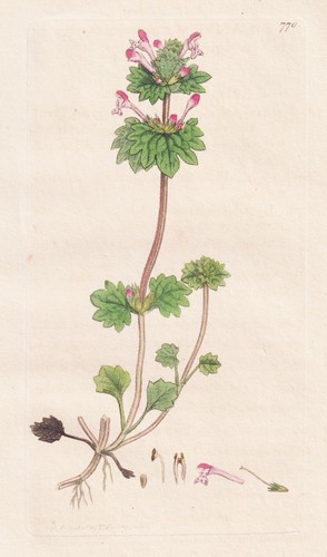 Lamium amplexicaule nettle