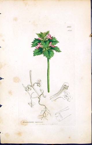 Old print british - print, plants