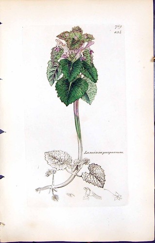 British plants botany sowerby - plants,