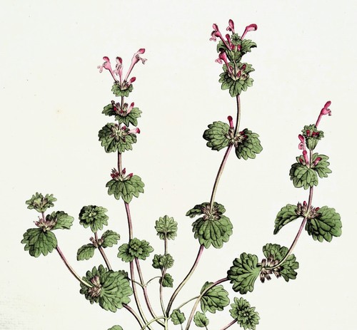 Original antique botanical - antique,