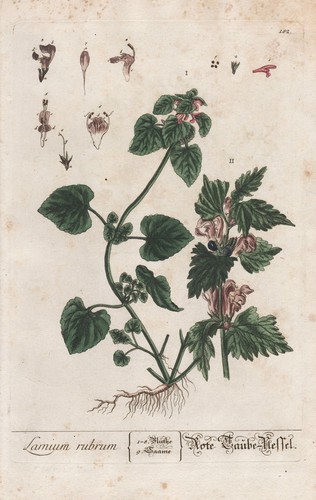 Henbit lamium botanical - henbit,
