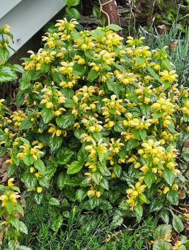 Archangel lamium perennial - archangel,